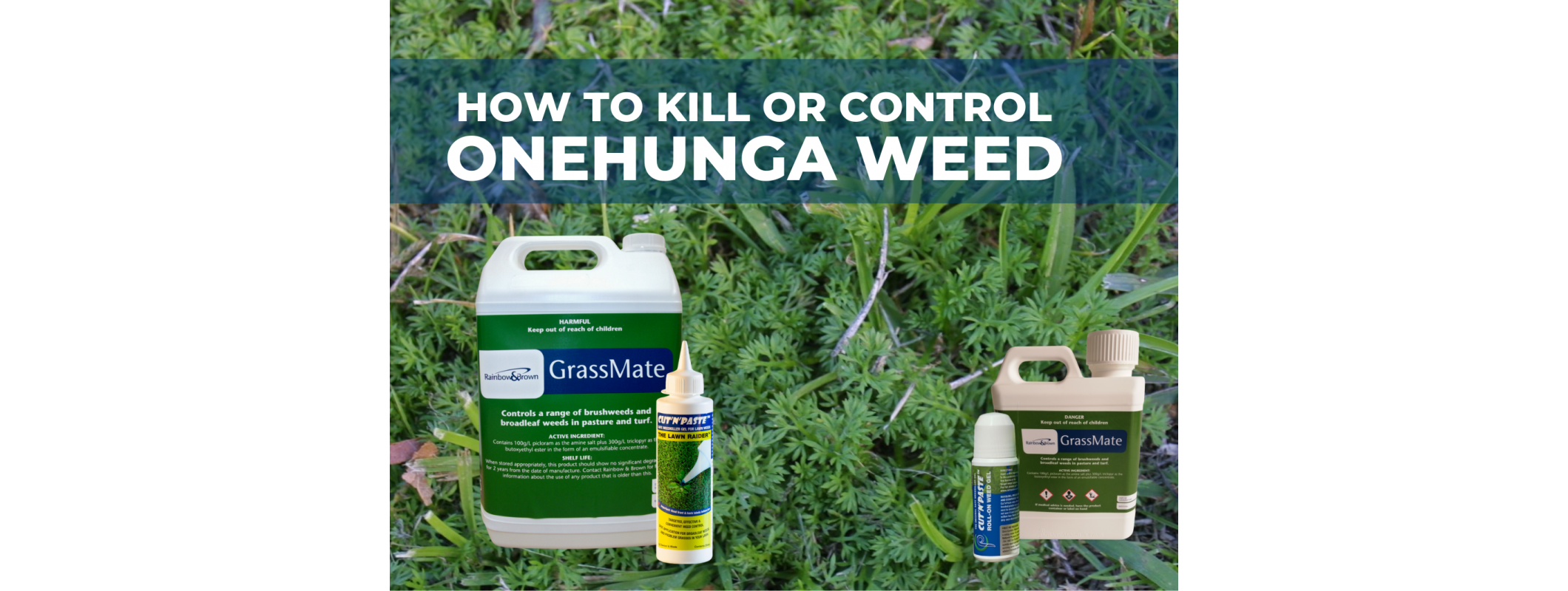 Kill Onehunga Weed in your Lawn